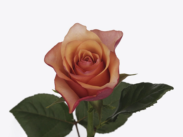 Роза крупноцветковая "Tizian"