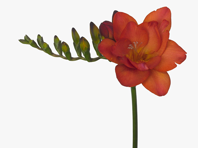 Freesia double flowered 'Ruby Red'