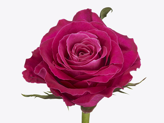 Rosa large flowered Movie Star