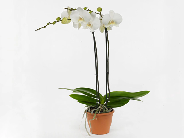 Phalaenopsis Floriclone Izzy