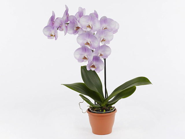 Phalaenopsis Generation