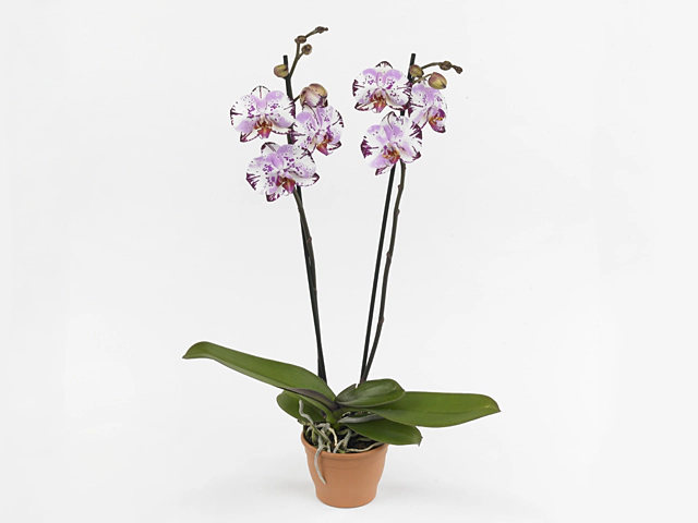 Phalaenopsis 'Koufonisi'