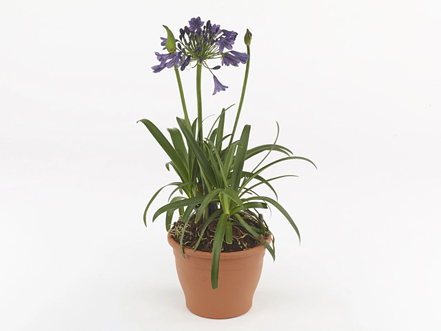 Agapanthus (Funnel Grp) Poppin Purple
