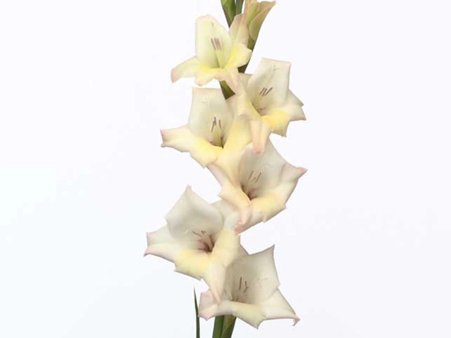 Gladiolus (Small-flowered Grp) Glamini Sharon
