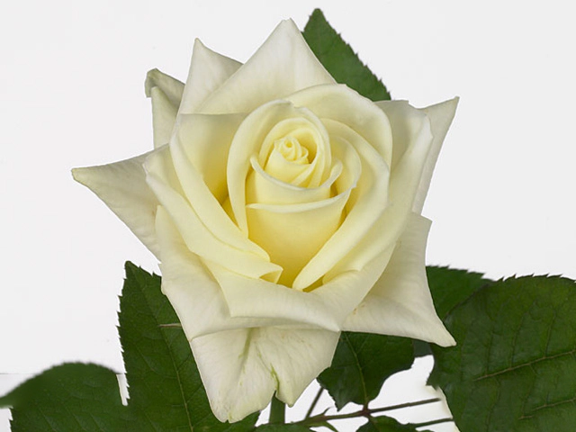 Роза крупноцветковая "Live Act"