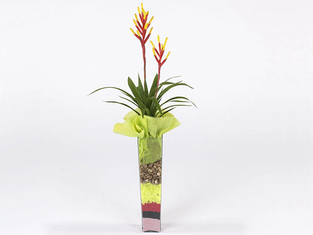 Arrangementen Guzmania