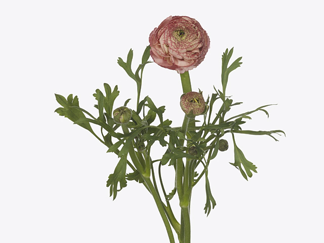 Ranunculus 'Aazur Antique Rose'