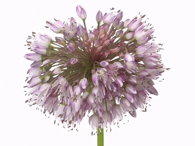 Allium senescens