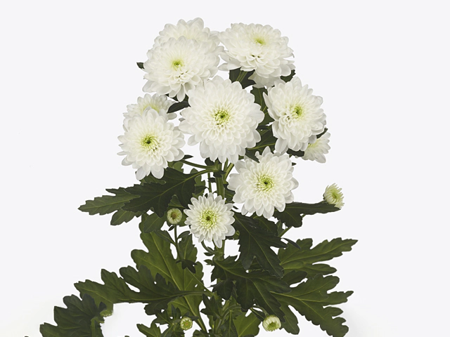 Chrysanthemum (Indicum Grp) spray Casino