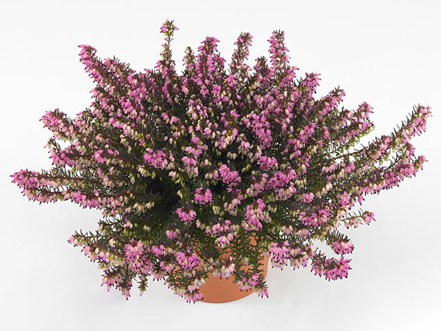 Erica darleyensis 'Red Spring Surprise'