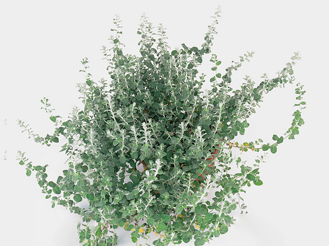 Helichrysum microphyllum 'Silver Mist'