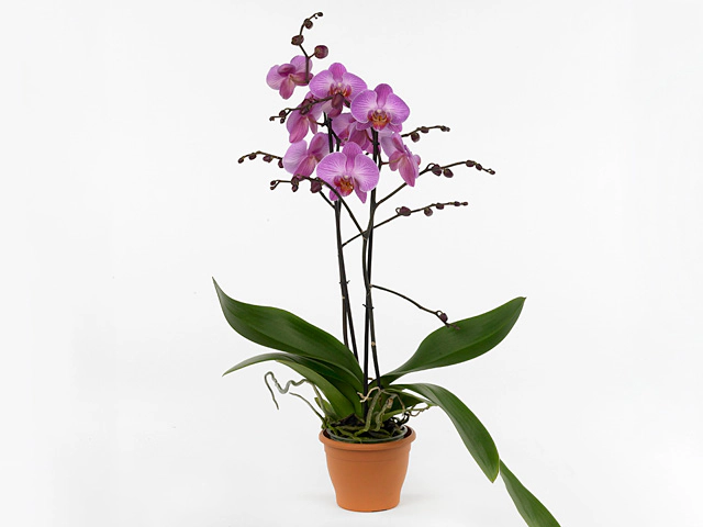 Phalaenopsis Bohemian Limbo
