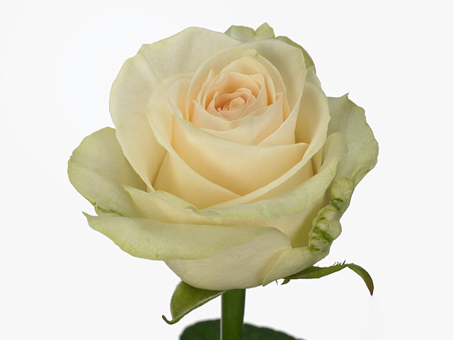 Роза крупноцветковая "Snowfox+"