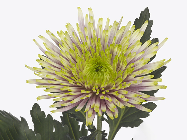 Chrysanthemum (Indicum Grp) disbudded Tula Pink