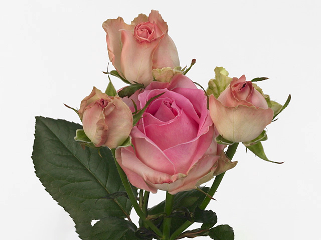 Роза спрей "Avalanche Sorbet+"