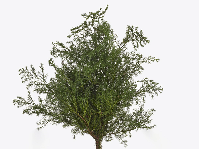 Chamaecyparis pisifera 'Squarrosa' per kilo