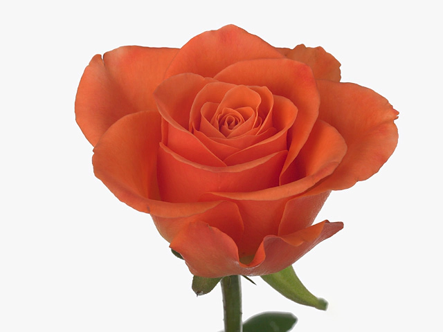 Rosa large flowered Sunglaze