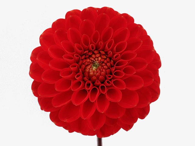 Dahlia (Pompon Grp) 'Salsa'