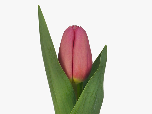 Tulipa (Triumph Grp) 'Ace Pink'
