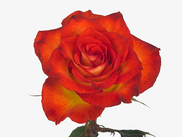 Роза крупноцветковая "Smiley@"