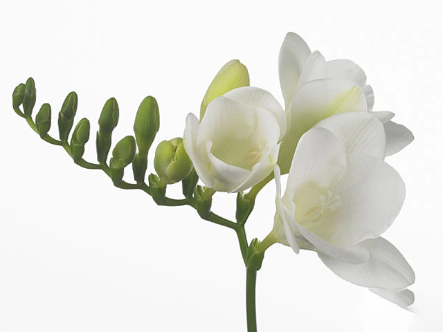 Freesia single flowered 'Anouk'