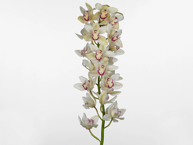 Цимбидиум крупноцветковый "Magic Pearl"