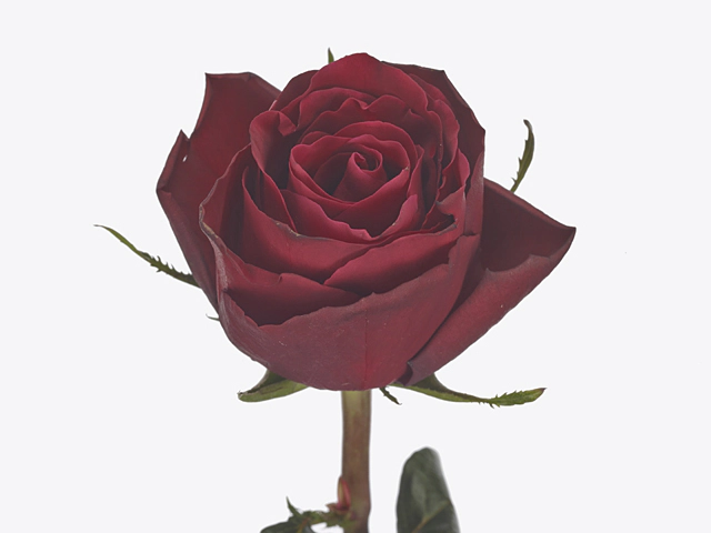 Роза крупноцветковая "Rolexia"