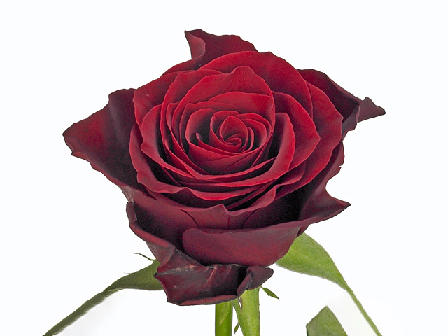 Rosa large flowered Valentine+