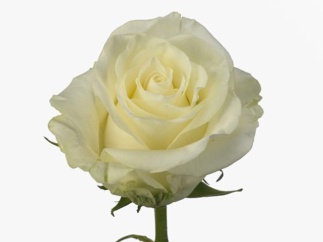 Роза крупноцветковая "First Lady"