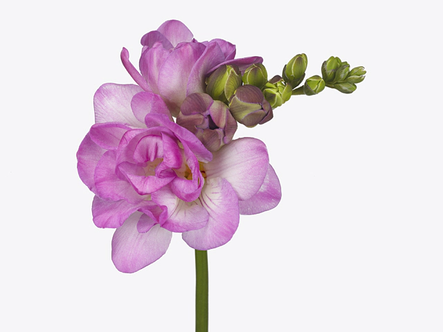 Freesia double flowered Romantic Pink