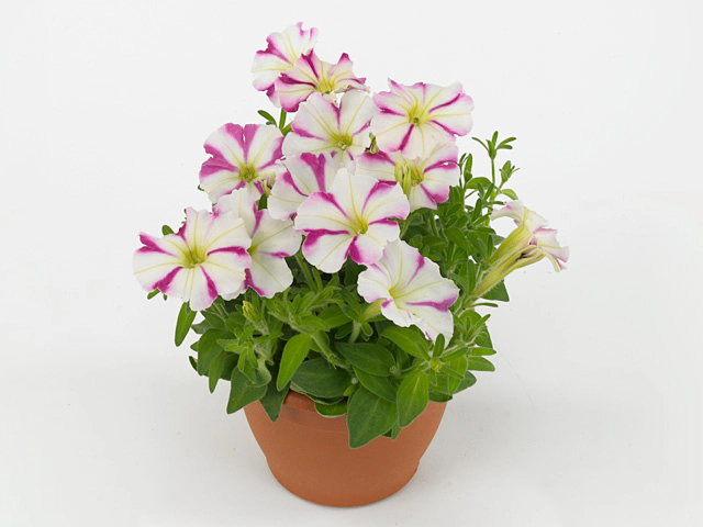 Петуния "Picobella Rose Star"