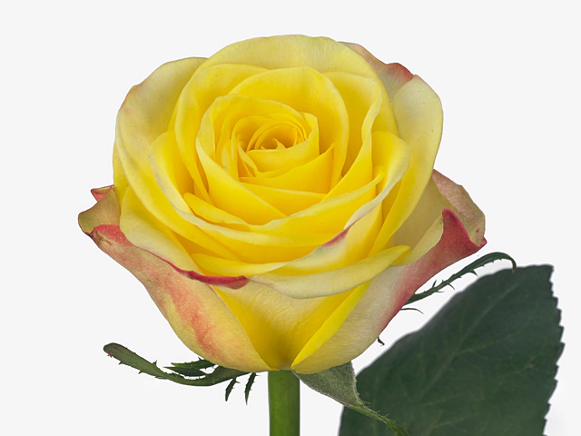 Rosa large flowered Pokerface