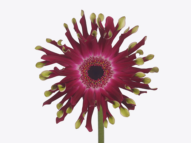 Gerbera large flowered curl-shaped Pastini Vicenza