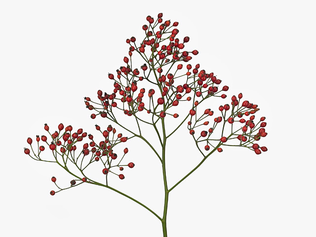 Rosa multiflora Pretty Sella