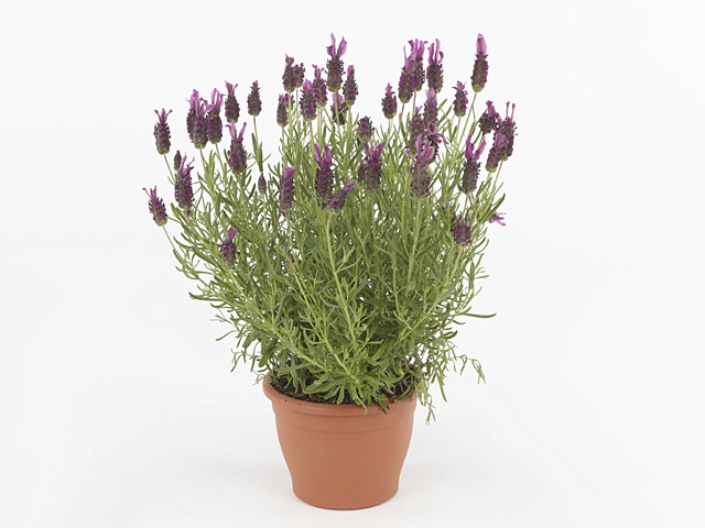 Lavandula stoechas Queen Bee Rose