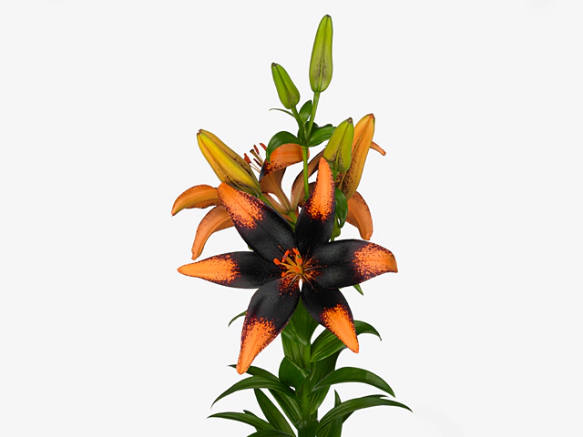 Lilium (Asiatic Grp) Lat Orange