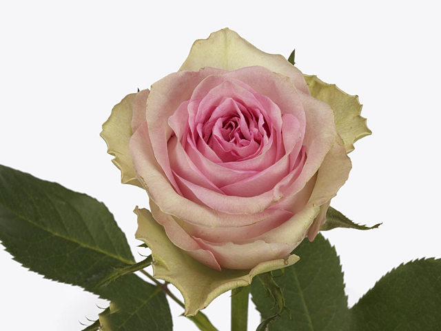 Роза крупноцветковая "Brigitte Bardot"