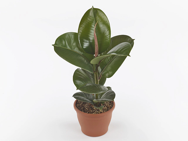 Ficus elastica Cloe