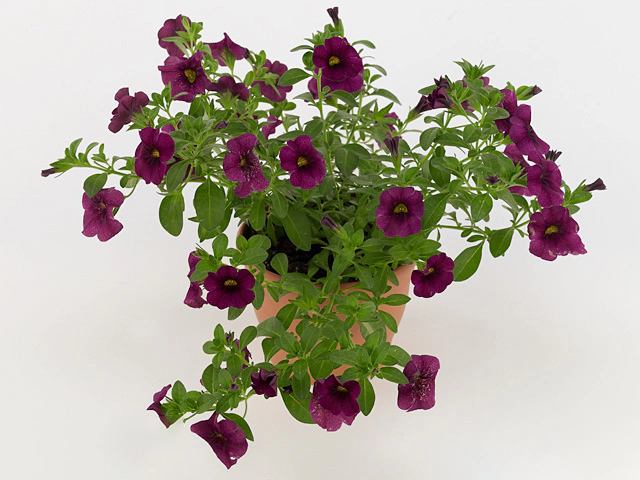 Calibrachoa Aloha Midnight Purple