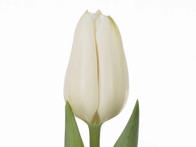 Тюльпан Триумф "Darwisnow"