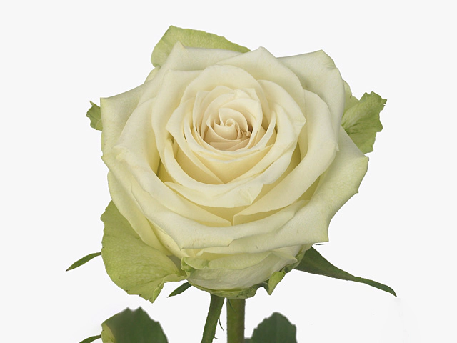 Роза крупноцветковая "Adalonia"