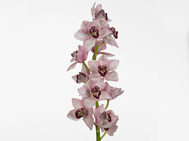 Cymbidium large flowered 'Velvet Floss'