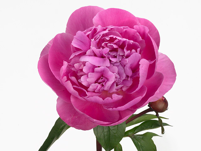 Пион молочноцветковый "Margaret Truman"