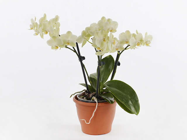 Phalaenopsis Multifloratypes Floriclone Golden Story