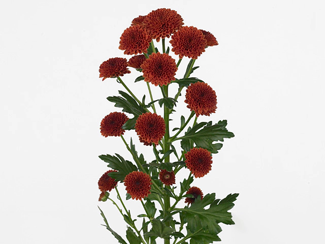 Chrysanthemum (Indicum Grp) spray santini Calimero Bronze