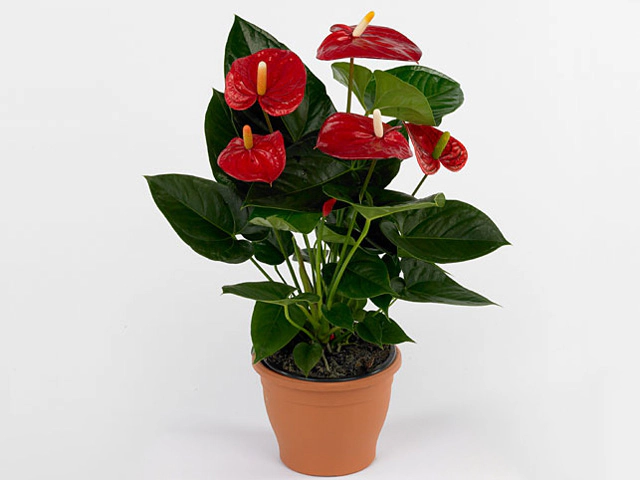 Anthurium (Andreanum Grp) Turenza