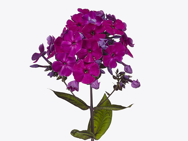 Phlox (Paniculata Grp) Magical Purple Illusionz