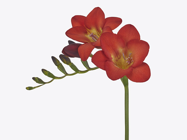 Freesia single flowered 'Red Baron'