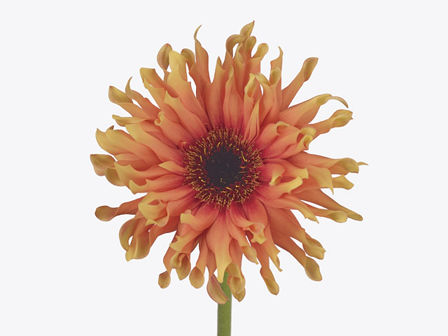 Gerbera large flowered curl-shaped Gerpasta Scott