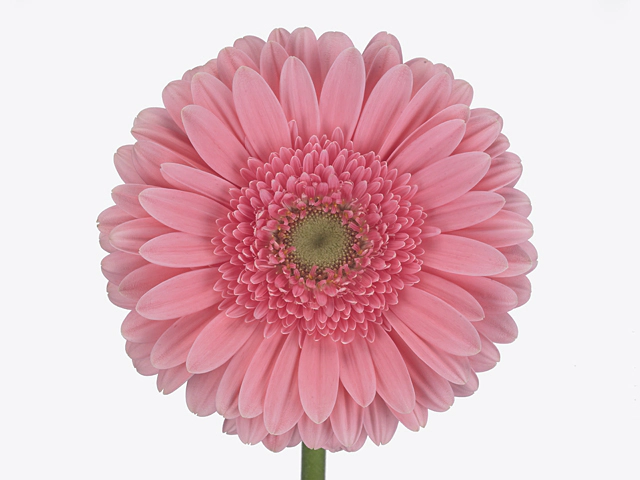 Гербера крупноцветковая "Blossom"